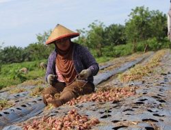 Bawang Merah Jadi Unggulan, Petani Brebes Siap ‘Hijrah’ dari Pestisida