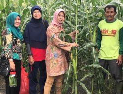 Pakai Jurus Ini, Petani Sayuran Riau Sukses Hasilkan Produk Berkualitas