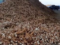 Jeli Melihat Peluang, Babel Kembangkan Agroindustri Tapioka Dari Singkong Lokal