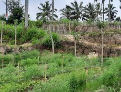 Kementerian Pertanian Dukung Pengembangan Komoditas Hortikultura Organik di Bali
