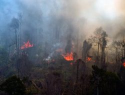 KLHK Fokus Cegah Kebakaran Hutan dan Kembangkan Energi Terbarukan