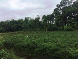 Cabai dan Bawang Merah asal Sukabumi Siap Penuhi Pasokan Jabodetabek
