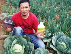 Kampung Sayur Tren Pertanian Hortikultura Menjadi Wisata Edukasi
