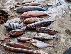 Fenomena Ikan Mati Mendadak di Malut, Ini Penjelasan KKP