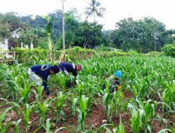 Asyik! 60 Hektar Lahan Pertanian Dibuka di Pulau Nusakambangan