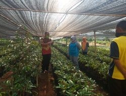Wow… Durian Kromo Banyumas akan Tumbuh Besar di Kalimantan Tengah