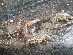 Gandeng Pemkab Lombok Timur, KKP Bangun Sentra Industri Budidaya Lobster Nasional