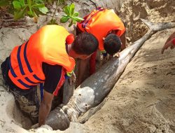 Lumba-lumba Terdampar di Pantai Tanjung Akhirnya Dikuburkan