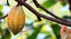 Potensi Indonesia Memaniskan Kinerja Industri Pengolahan Kakao