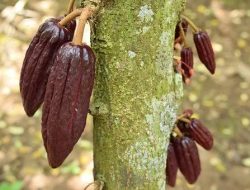Kementan: Industri Cokelat Meningkat Pesat Dalam Tiga Tahun Mendatang