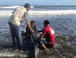 Sempat Kritis, Lumba-lumba Terdampar di Bali Berhasil Diselamatkan