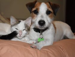 Kementan: Anjing dan Kucing Belum Terbukti Tularkan Covid-19