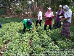 Program Sekolah Lapang, Hasil Panen Petani Kacang Tanah di NTB Meningkat