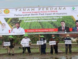 Komisi IV Apresiasi Penanaman Perdana Inpari Nutrizinc Kementan di Cianjur