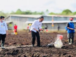 Tanam Jagung Di Sorong, Presiden Ajak Petani Milenial Menjadi Motor Penggerak Pertanian