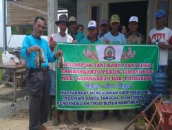 Perangi Hama Tikus, Petani dan Petugas POPT Lakukan Pengendalian di Lampung Selatan