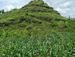Kementan Dukung Petani Gunung Kidul Membuat benih Jagung Hibrida Sendiri