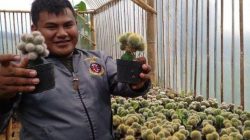 Keren! Petani Milenial Sukses di Tasik Kembangkan Kaktus Korea, Buka Lowongan Kerja