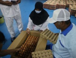 Kementan: Di Tengah Pandemi, Indonesia Kembali Ekspor Telur Tetas Ayam ke Myanmar