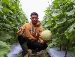 Berkat Program Kementan, Millenial Pelaihari Sukses kembangkan Budidaya Melon