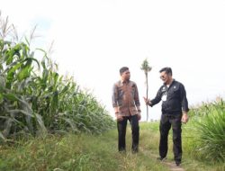 Mentan Tinjau Perkembangan Jagung Dua Tongkol di Kabupaten Gowa