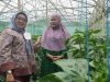 Pilih Jadi Petani, Wanita Asal Tutur Pasuruan Jadi Wirausahawan Sukses