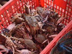 Perekonomian Nelayan Lampung Meningkat Pasca Tinggalkan Trawl