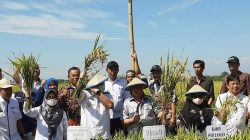 Tingkatkan Produktivitas Petani, Kabupaten Pangkep Masifkan CSA