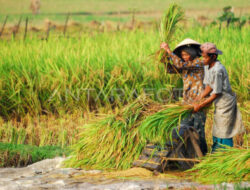 Petani Banten Masuk Panen Raya Padi