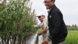 Optimalkan Lahan Rawa, Petani Muda Asal Banjar Raup Untung Jutaan dari Cabai