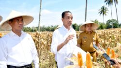 Tinjau Panen Jagung di Boalemo, Presiden Dorong Peningkatan Produksi dan Kesejahteraan Petani